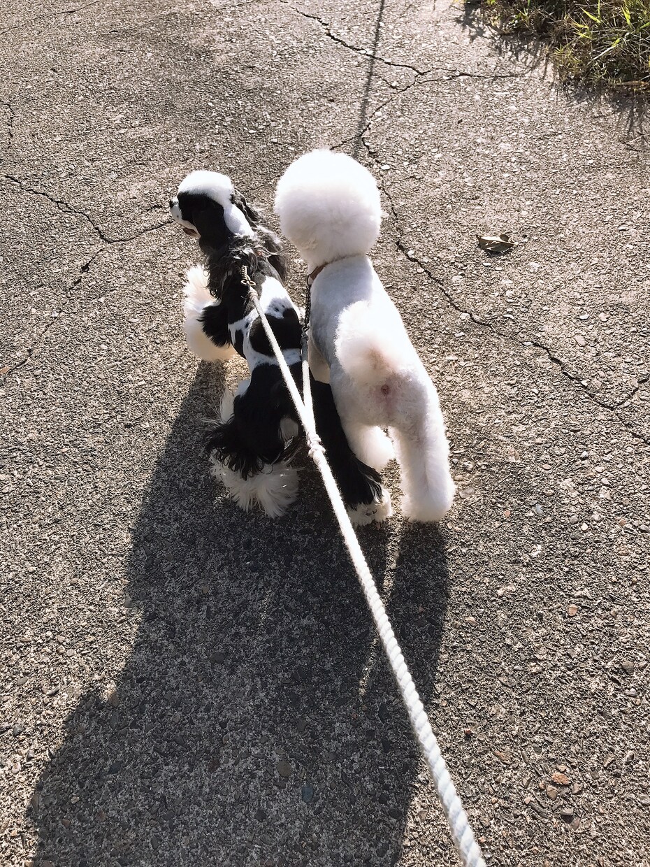 わんちゃんお悩み相談解決します 愛犬のトレーニング、しつけでお困りなこと解決します！ イメージ1