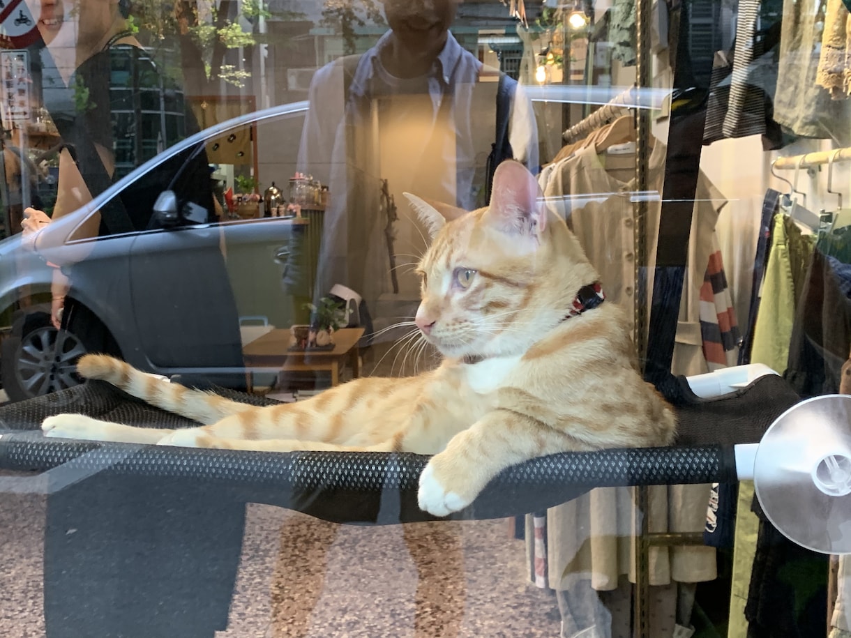 ペットからのメッセージをお伝えします （亡くなった）ペットの飼い主へメッセージをお伝えします。 イメージ1