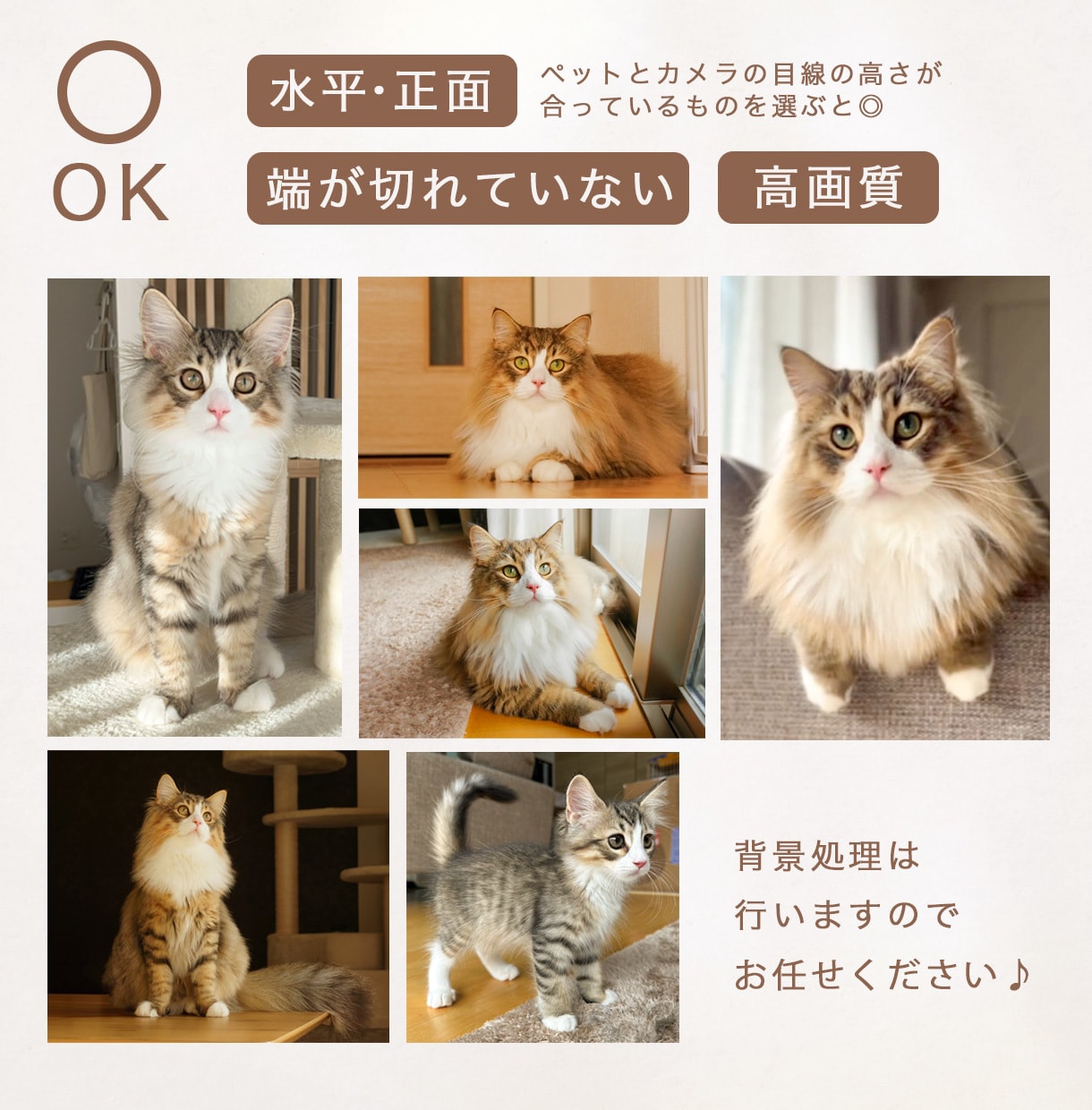 大切なペットと作る♪世界で一つの婚姻届を作成します お名前＋入籍日＋ペット写真入り＊選べるデザイン イメージ8