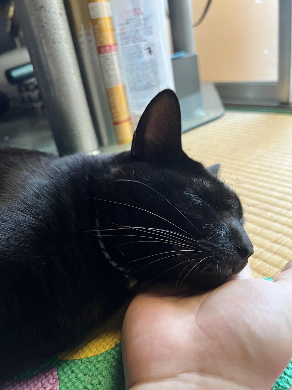 60分みっちり✨どんなお話でも優しく受け止めます チャット・雑談・悩み・恋愛相談・寂しい・自慢話…何でもOK♪ イメージ9