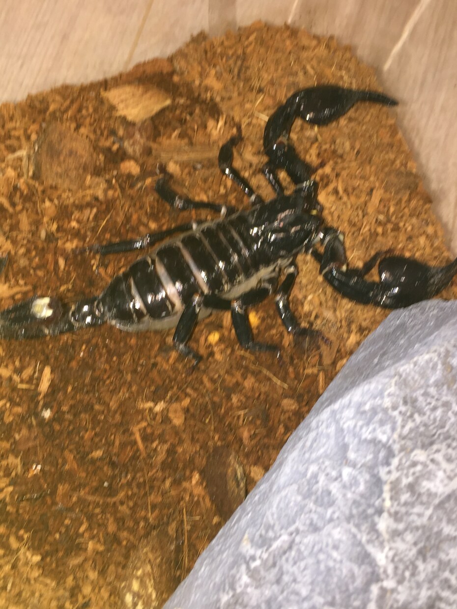 飼い方の載ってない虫や爬虫類の飼い方教えます ネットで探しても無いような虫や爬虫類その他諸々の飼育など！ イメージ4