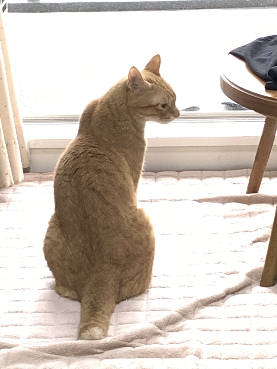 ペットのデータ画像をタブレット端末で手描きします ラフな鉛筆画風のスケッチに仕上げます。 イメージ3