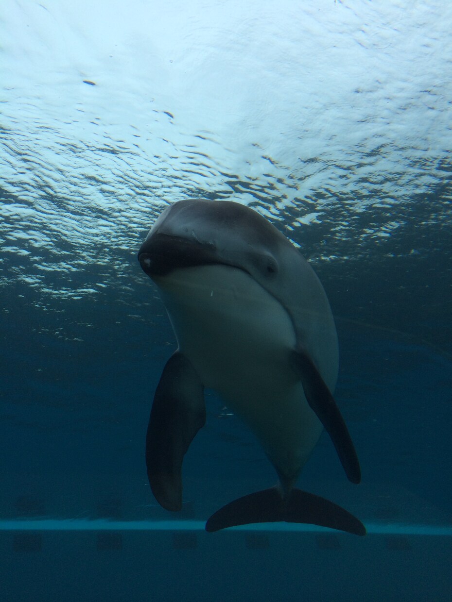 水族館で働きたい人！就職のコツ教えます イルカのトレーニング方法の秘密も、教えちゃうよ！ イメージ1