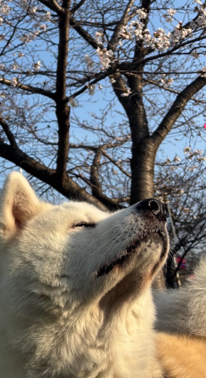 ペットと家族の日常を自然に撮影します スマホだからこそ撮れる、自然な家族の時間を残します イメージ5