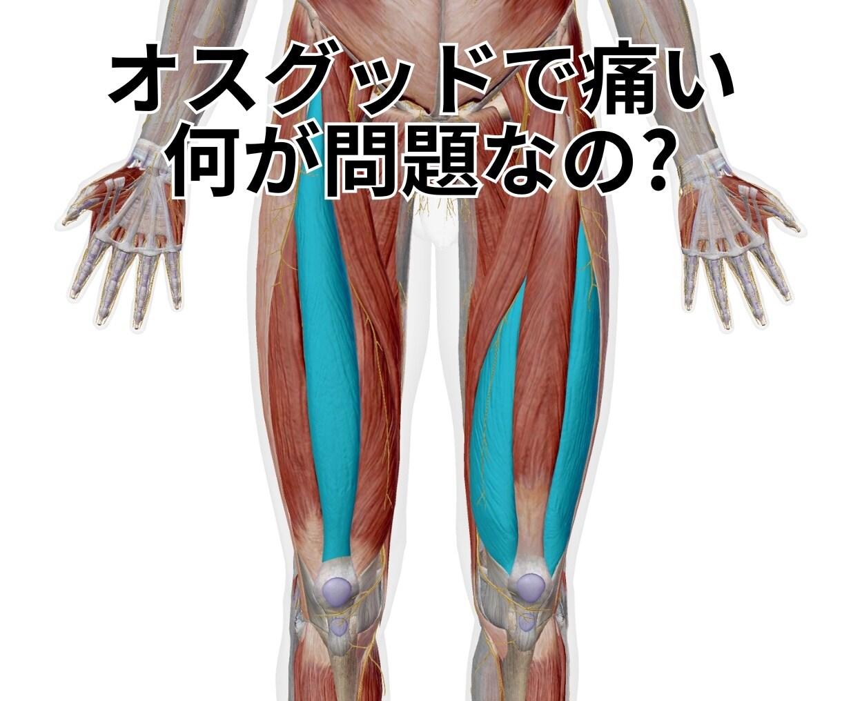 バスケの怪我★専門家がチャット相談お聞きします 医療資格34年、バスケ42年、プロ20年の経験と実績で対応 イメージ6