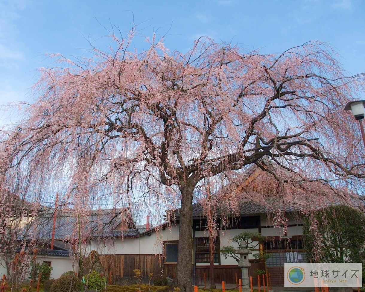 京都観光スポットロケハン代行します 忙しいあなたに代わって　京都の有名どころから穴場まで イメージ2