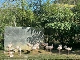 動物園の写真　【先着5名】　5→10枚提供します 商用利用OK！掲載写真全て、各種画像・動画に使えます！ イメージ8