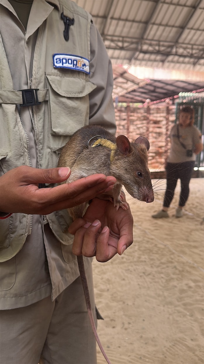 カンボジア旅行に関する質問に何でもお答えします アンコールワット観光からローカル体験、観光ルートまで相談OK イメージ6