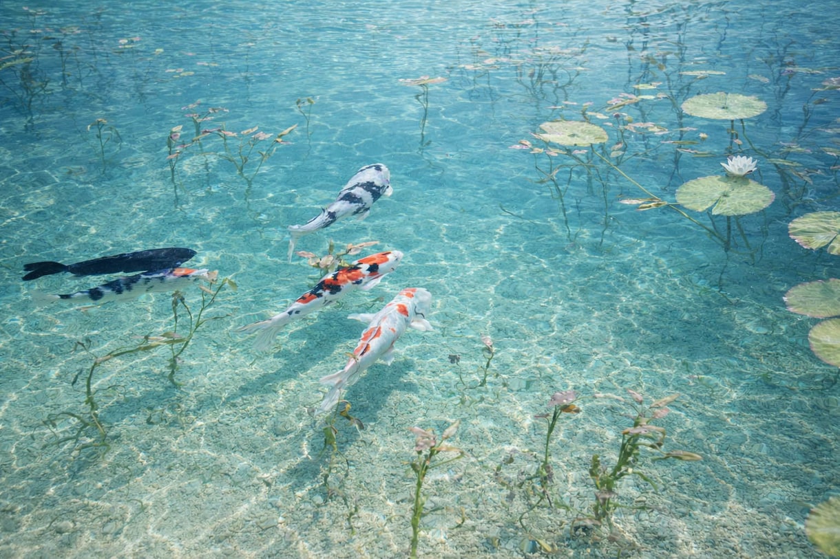 写真加工・高画質化・不要物除去など全般に対応します 写真の悩み全般を丁寧に解決しレタッチで美しく整えます イメージ6