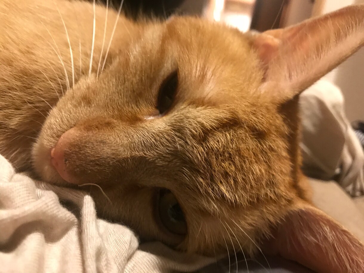 猫の飼い方や悩み解決致します 猫ちゃんの毎日の疑問に思った事を解決致します。 イメージ1