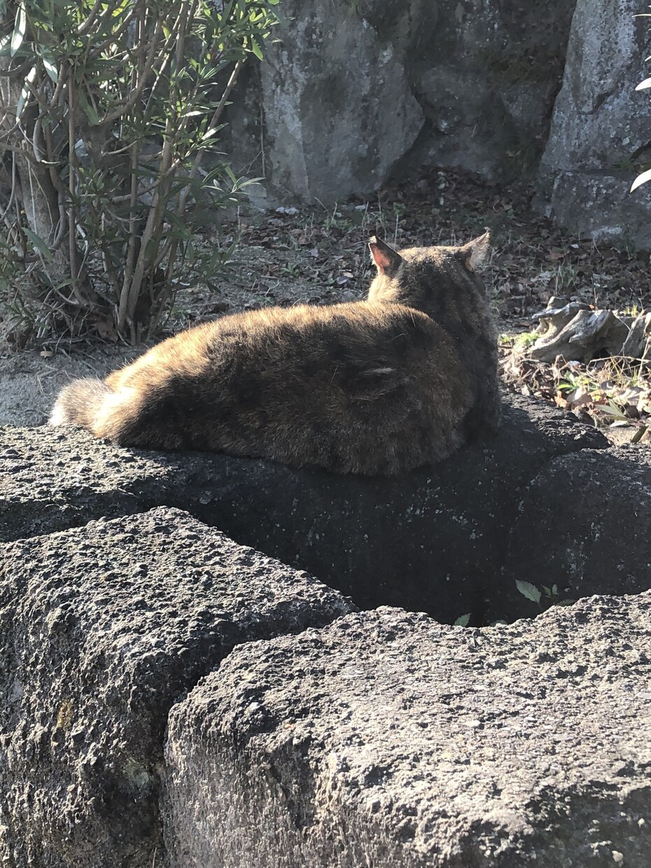 話だけ聞いて欲しい方、なんでも聞きます 会話なし、電話なし、アドバイスなし、秘密厳守でお聞きします イメージ1