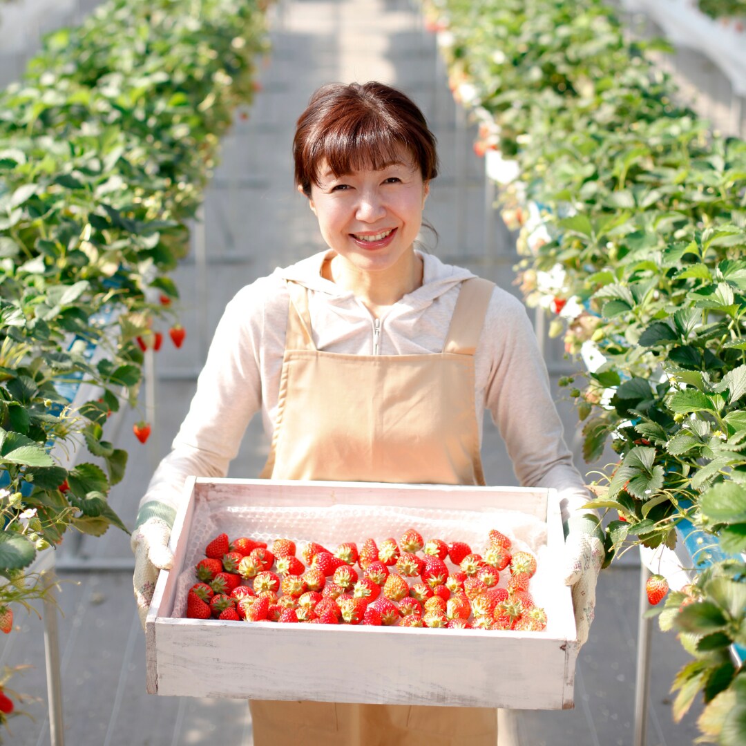 QS肥料を施用したイチゴ栽培のコンサルが出来ます 二度と困らない…栽培マニュアルを作成するサポートを致します！ イメージ1