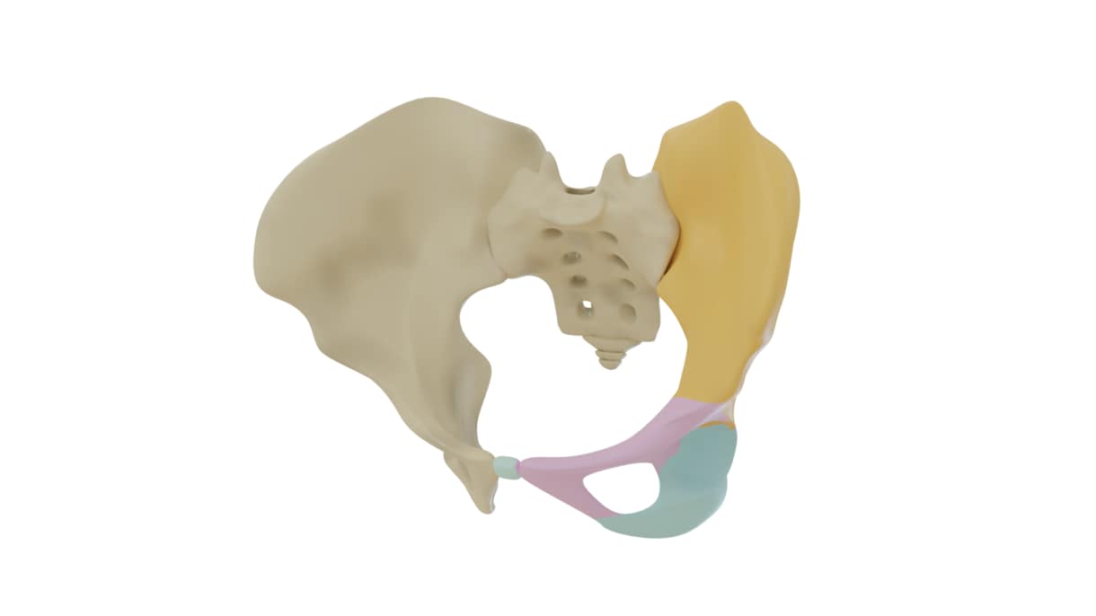 WEBや教材に使える解剖学3D画像を制作します 理学療法・フィットネス図解に最適！高精度な3D解剖イラスト イメージ3