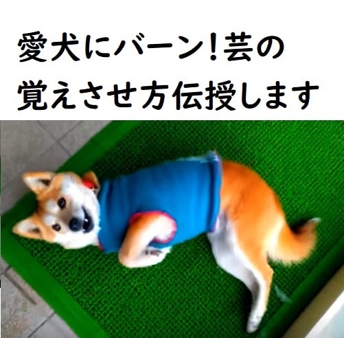 愛犬にバーン！芸の覚えさせ方伝授します あなたの愛犬が「バーン！」の掛け声と合図で倒れてくれたら イメージ1