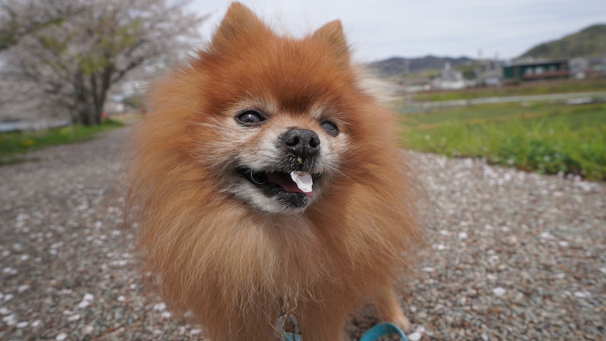 全画像納品！愛犬との家族写真撮影します 愛するわんちゃんとの思い出を残しませんか？ イメージ1