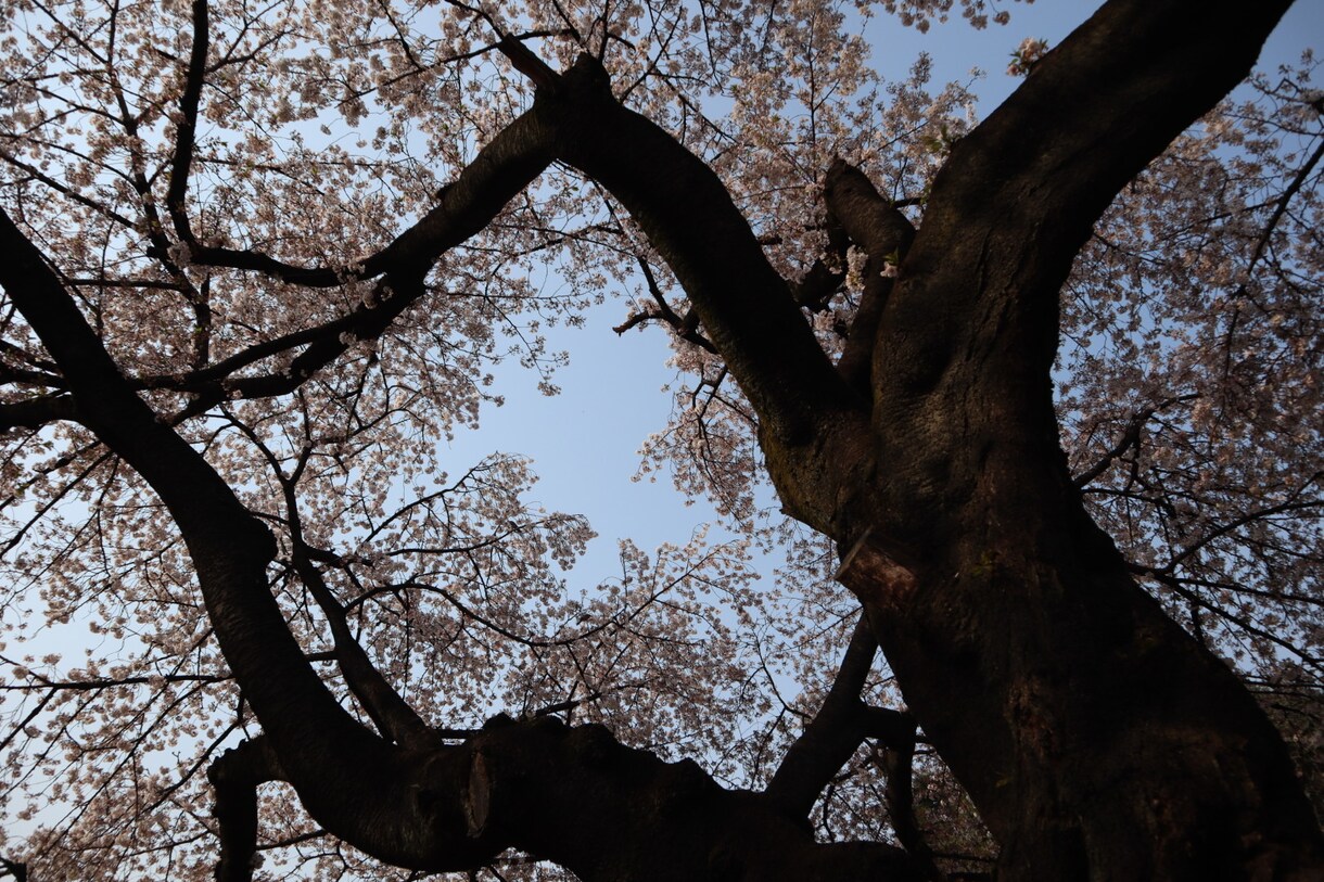 あなたの心に残るフォトをお届けします 自然体を生かし、一枚の写真で人の心を動かす写真家 イメージ4