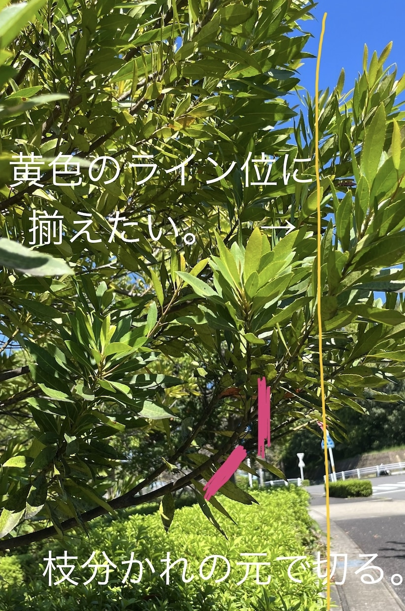 庭木のお手入れ方法を写真でアドバイスします 経験30年、1級造園施工管理技士の女性庭師が丁寧にアドバイス イメージ3