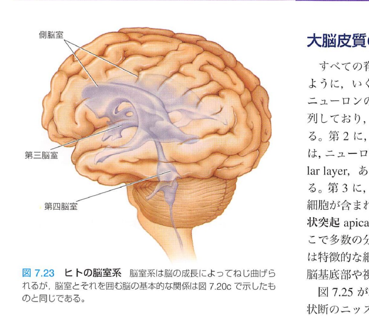 専門知識に基づいて分かりやすい記事を書きます 博士（理学）。現役研究職です。 イメージ1