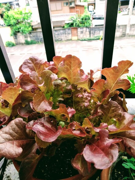 ベランダ菜園・家庭菜園をプロデュースします 初心者OK！必要な資材から育て方まで一括サポート！ イメージ6