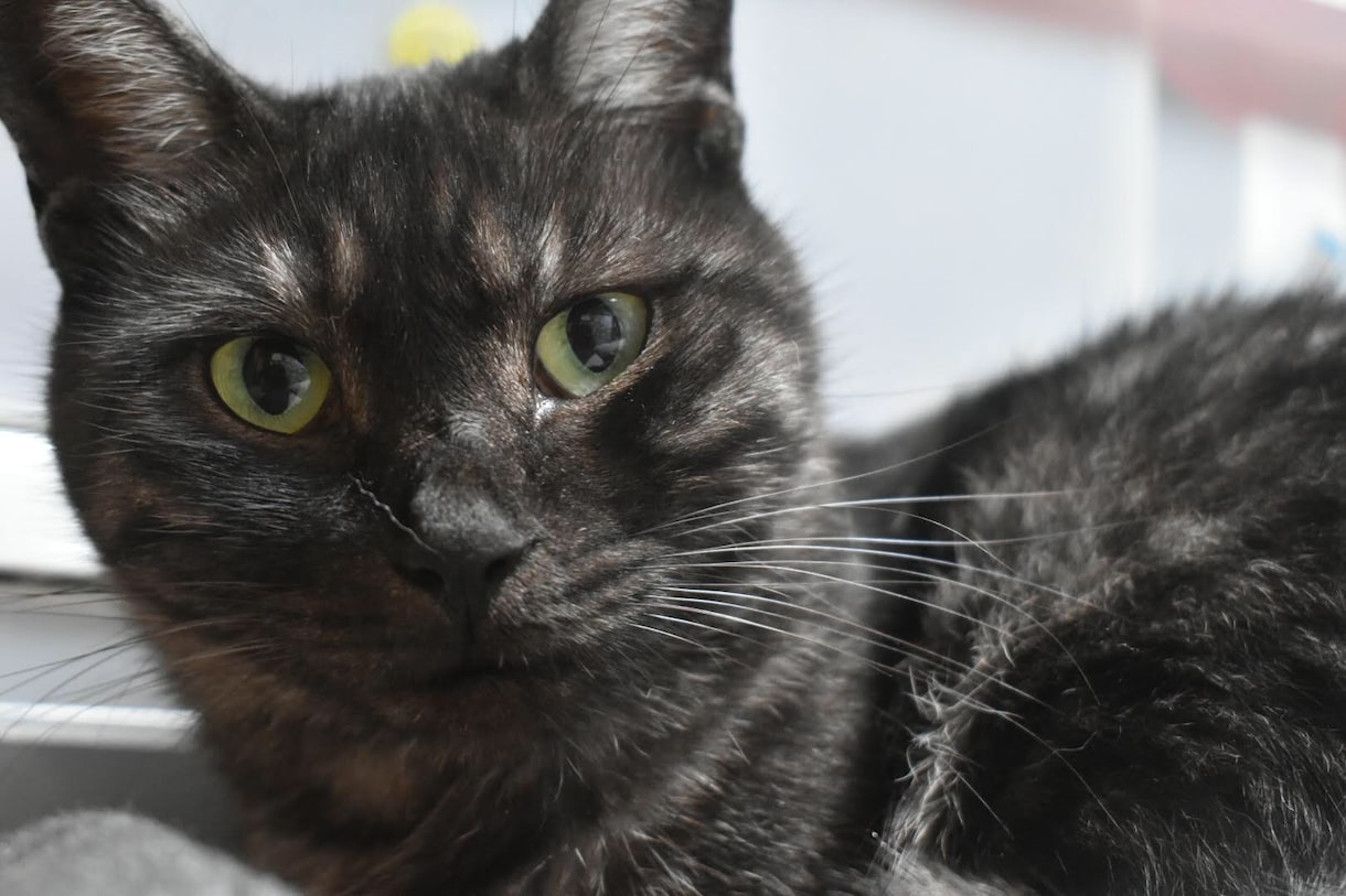 ブヒを飼いたい方飼っている方へお応え致します ブヒ族集まれ！ブヒを共有しよう！ イメージ8
