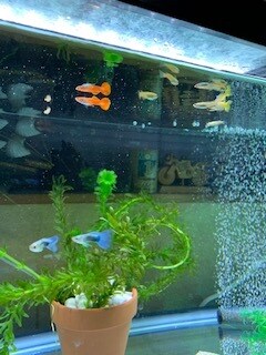 魚の飼育について教えます 水槽のレイアウト、飼育する時の注意点などについてお答えします イメージ1