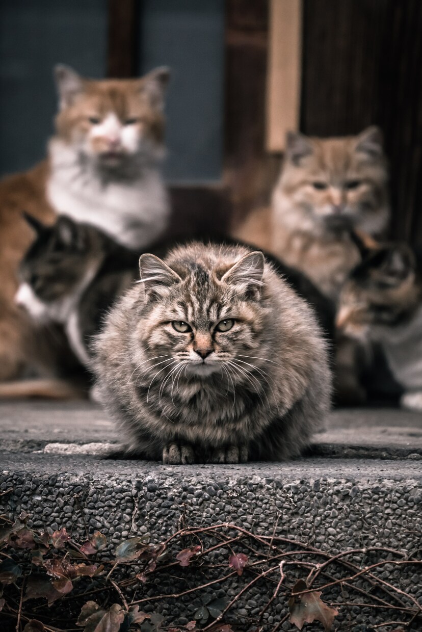 エンタメ系のエグゼクティブプロデューサーが何かとりあえずアドバイスします イメージ1