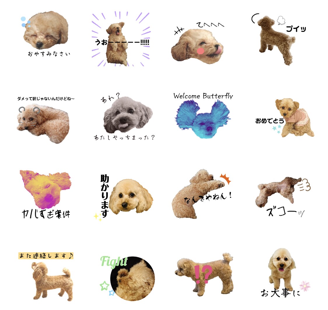 家族の一員(ペット)写真でLINEスタンプ作ります 使うたびに癒される…！大事な家族の写真をLINEスタンプに。 イメージ5