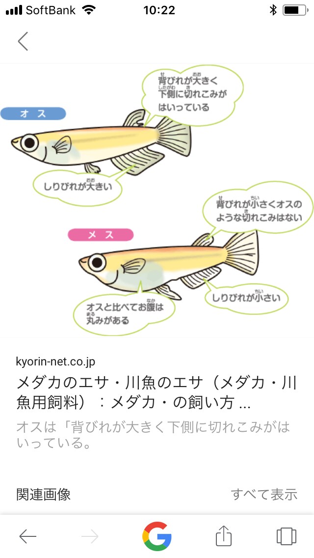 熱帯魚、メダカの初心者の方の、飼育サポートします これから熱帯魚、メダカの飼育を始めたい方 イメージ1