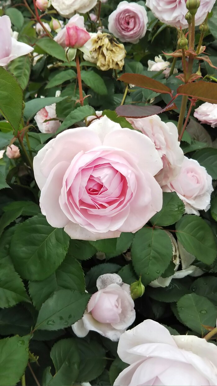 今のお悩みの根本原因と解決行動をお伝えします 人間関係(家族、夫婦、子供、職場)のこと自分自身のこと イメージ2
