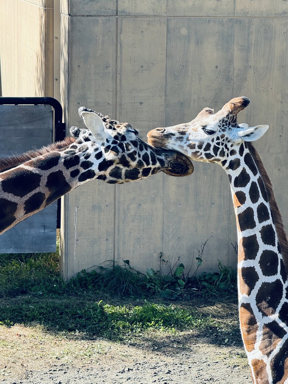 あなたの心に寄り添います 「あなたのペースで、前向きな一歩を踏み出すサポートを。」 イメージ7