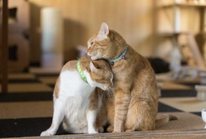 疲れているから癒して欲しい方♡私が癒します 甘えたがりな男性の方へ❤️私が心のオアシスになります♡ イメージ6