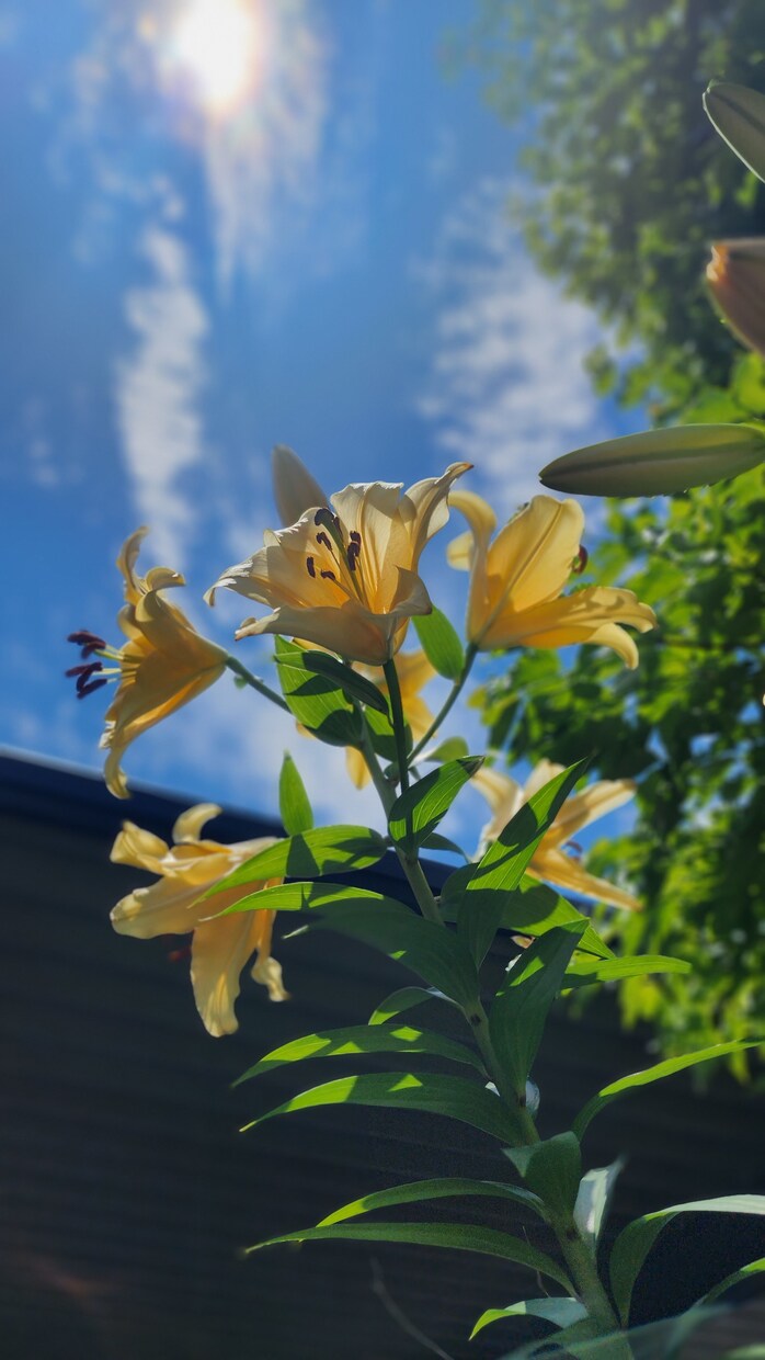 自然や日常の一瞬一瞬の景色を納めてます 自然や日常の景色、まばたきの瞬間 イメージ7