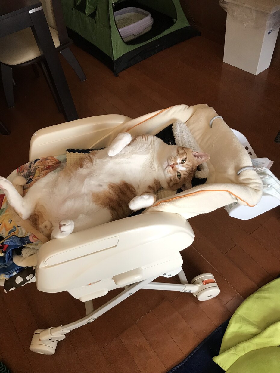 愛猫の日常、提供します cat life♡♡♡   トラ　ゴマ　ムギ イメージ1