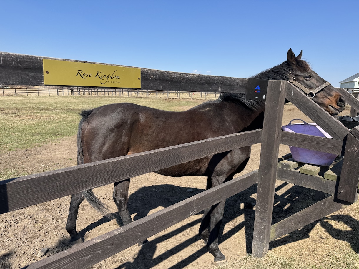 ３往復⭐️競馬好きさんとゆるく交換日記します 交換日記のように競馬愛を語りましょう イメージ2