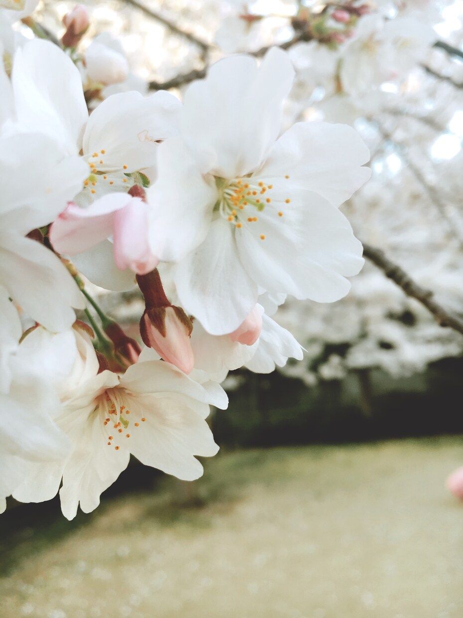わたしにできること、お手伝いします あなたのご希望を、私にできる範囲で何でもします！(^^) イメージ1
