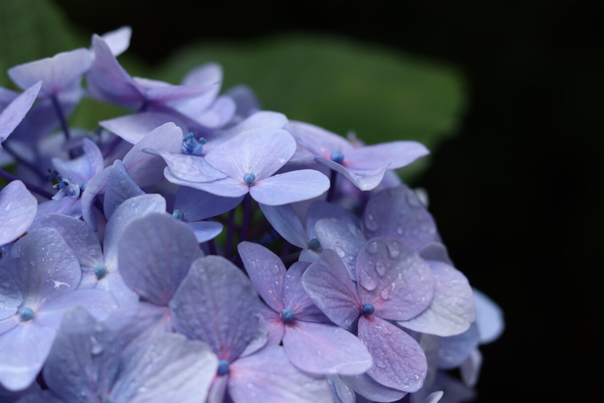 日本各地の風景や植物の写真を提供します シンプルな植物や景色の写真をお探しの方に イメージ4