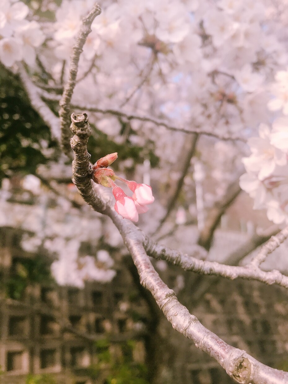 リピーターさま♡ 霊感、霊視鑑定いたします 美しい未来を引き寄せましょう☆ イメージ1