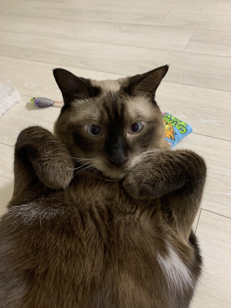 ペットシッターについてお教え（お伝え）します 現役ペットシッターがご相談にのりアドバイスさせて頂きます☆ イメージ3