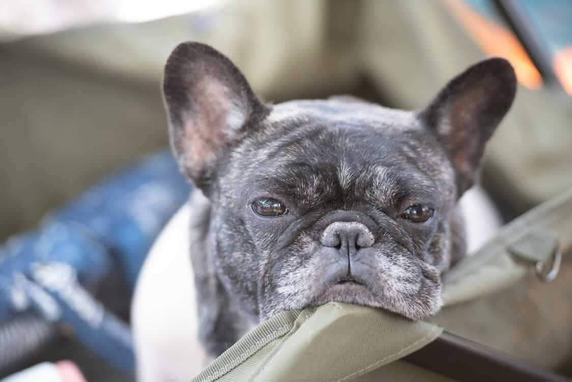 動物たちの言葉を通訳いたします 本当の気持ちをやさしく通訳します イメージ1