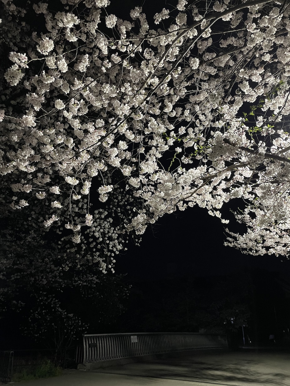 皆様のお悩み占います 皆様の幸せなお助けをいたします一人一人に寄り添った占いを イメージ1