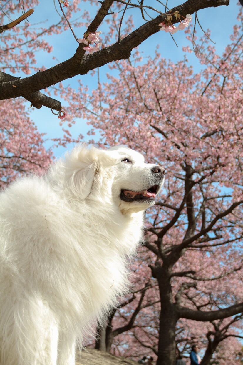 たくさんのジャンル写真を撮影します 風景/スナップ写真/動物/商品写真など！ イメージ3