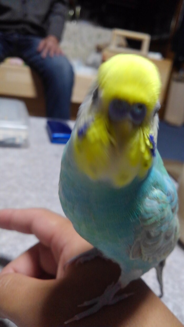 幸せに動物を飼育するアドバイスをします 動物を飼育する人や飼育してみたい人動物の飼育へのお悩みの方 イメージ4