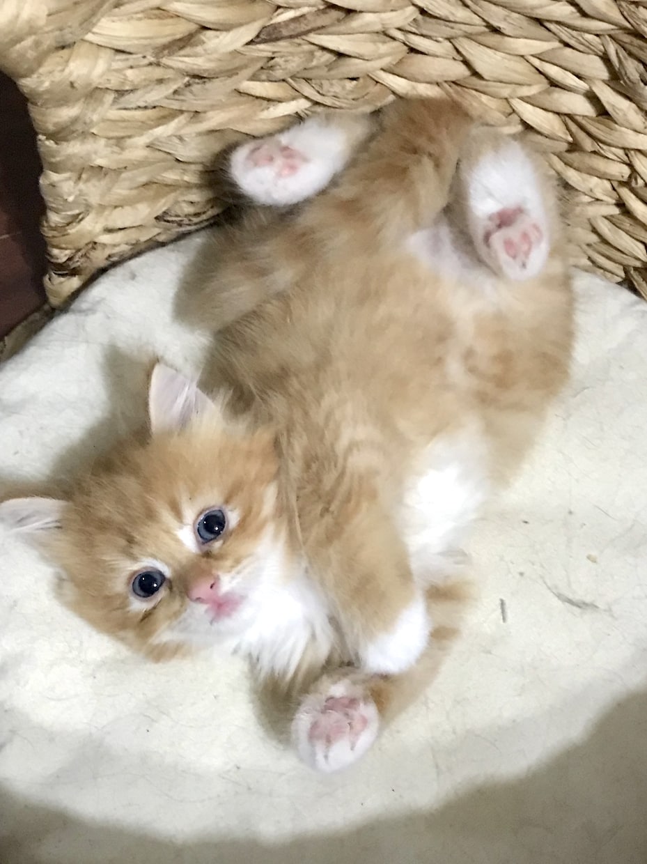 資格あります(゜-^*)/癒しの提供致します 暇潰しもOK！愚痴やお悩み聞きますଘ(੭*◕ฺω◕ฺ)੭*ੈ イメージ1