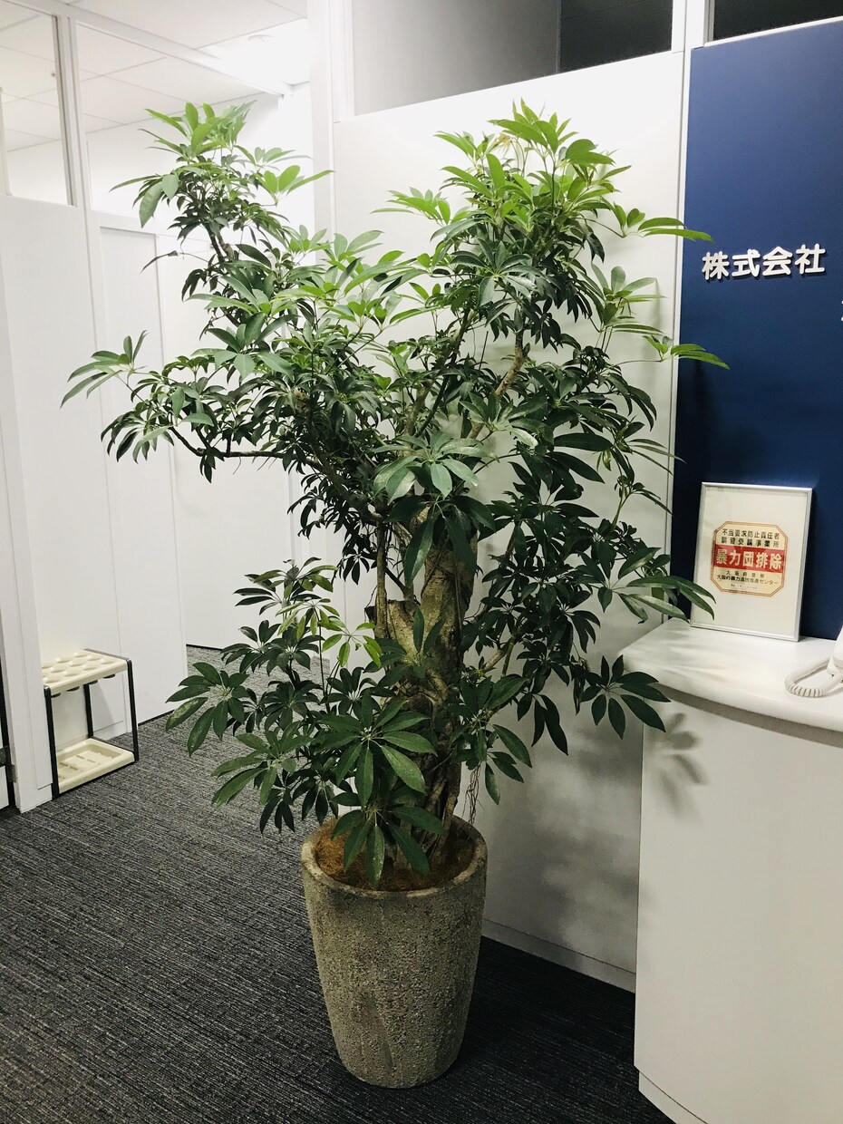 観葉植物の育て方を樹種により詳しくご説明します 樹種によって特性(暗さに弱いなど)は全然違う！！ イメージ3