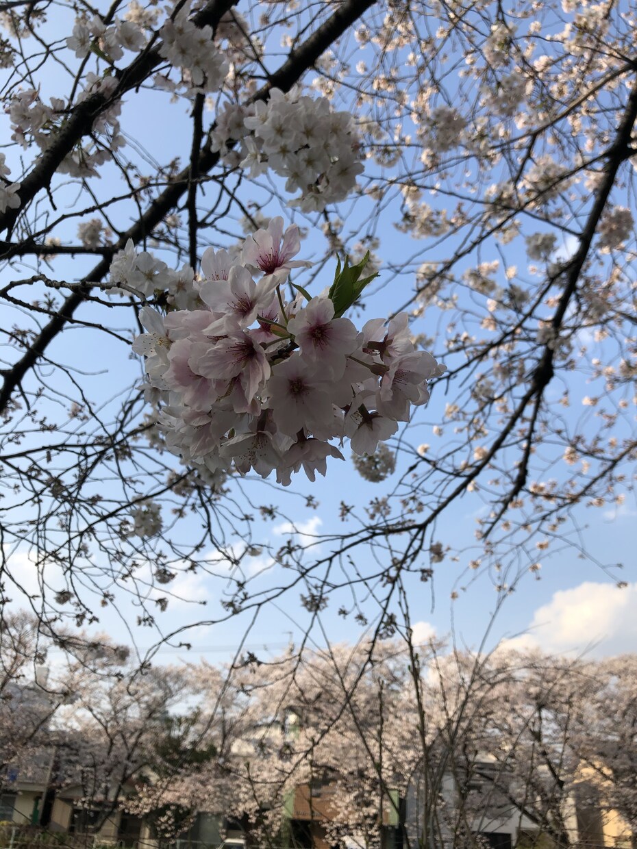 女性限定です。　　あなたの想い…ゆっくり聴きます なんでもOKです(^^)また男性との会話の練習にもどうぞ イメージ2
