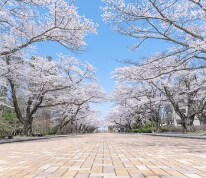 東大大学院進学など、看護師の自己実現を支援します あなたに見合った学歴とキャリアを獲得しましょう！ イメージ1