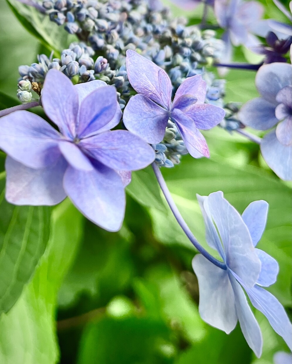 ずっと一緒だよ。辛いお気持ちに優しく寄り添います 大切なキミへの想いをお聴きします/ペットロス/旅立ち/辛い イメージ8
