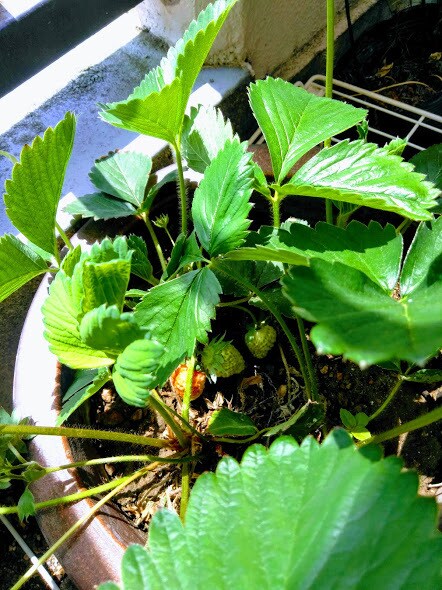 ベランダ菜園・家庭菜園をプロデュースします 初心者OK！必要な資材から育て方まで一括サポート！ イメージ10