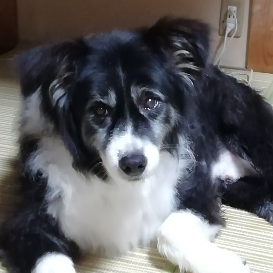 家庭犬トレーナーがお悩みに答えます しつけの仕方や困った癖を直したいなど、何でも相談ください イメージ1