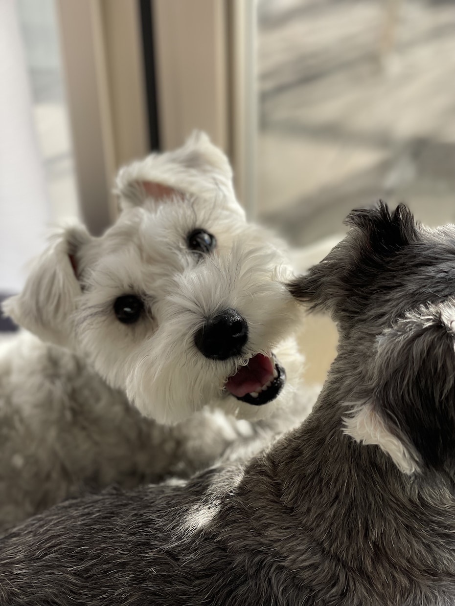 子犬子猫のしつけ相談します 現役動物看護師が教える！こいぬ・こねこの育て方相談 イメージ2